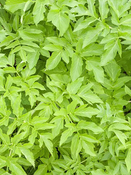 437335 - Garden angelica (Angelica archangelica)