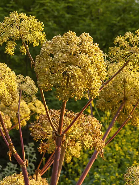 462066 - Garden angelica (Angelica archangelica)