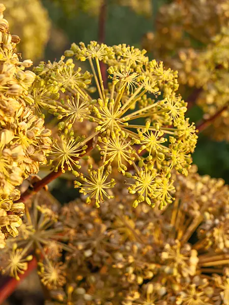 462067 - Garden angelica (Angelica archangelica)