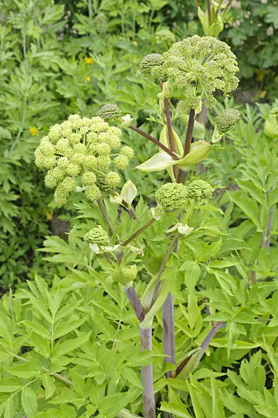 472428 - Garden angelica (Angelica archangelica)