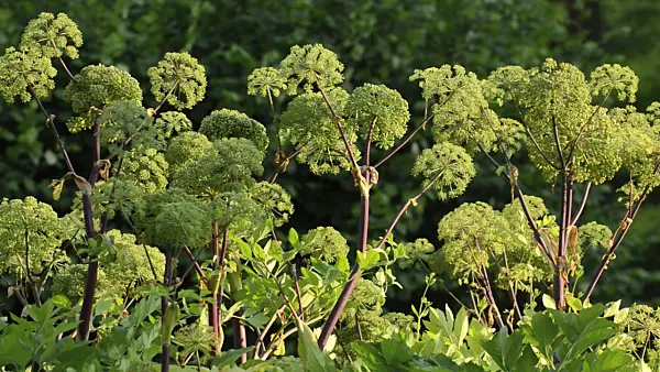 497298 - Garden angelica (Angelica archangelica)