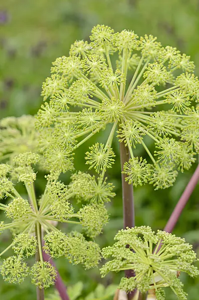 521063 - Garden angelica (Angelica archangelica)