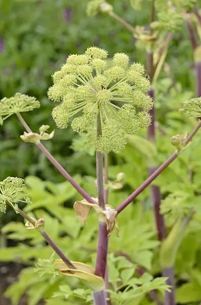 521064 - Garden angelica (Angelica archangelica)