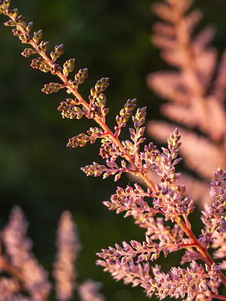 415068 - Garden astilbe (Astilbe x arendsii)