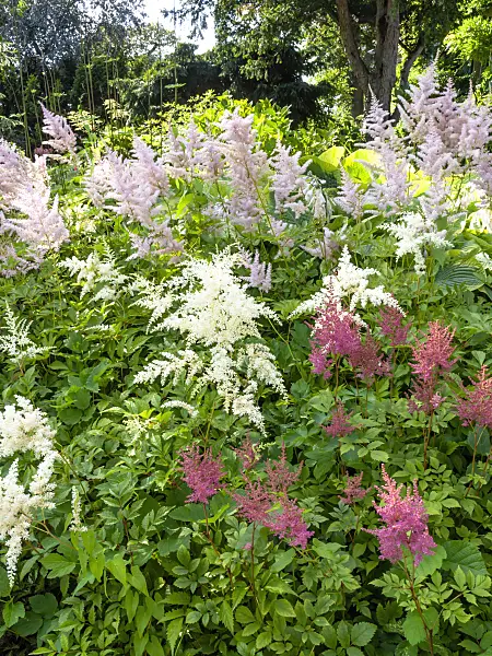 439018 - Garden astilbe (Astilbe x arendsii)
