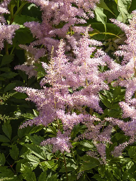 439019 - Garden astilbe (Astilbe x arendsii)