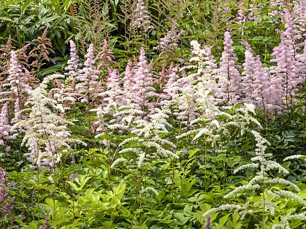 462079 - Garden astilbe (Astilbe x arendsii)