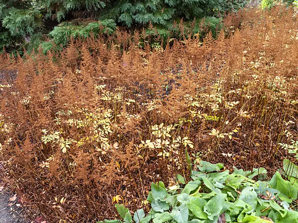 465259 - Garden astilbe (Astilbe x arendsii)