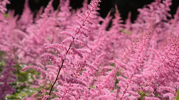 498241 - Garden astilbe (Astilbe x arendsii)