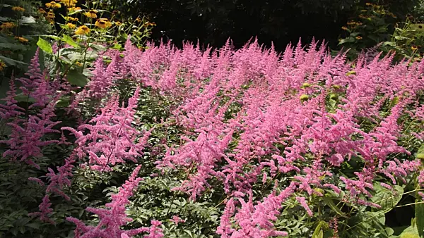 498242 - Garden astilbe (Astilbe x arendsii)