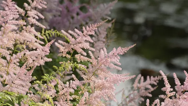 510006 - Garden astilbe (Astilbe x arendsii)