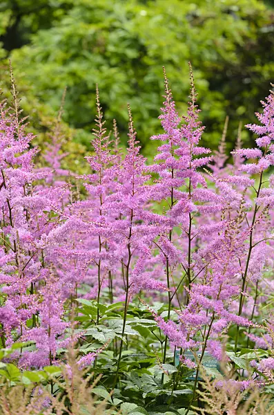 521440 - Garden astilbe (Astilbe x arendsii 'Amethyst')