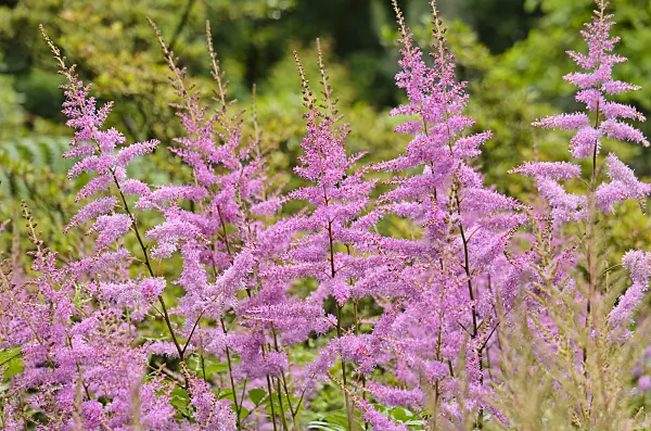 521441 - Garden astilbe (Astilbe x arendsii 'Amethyst')