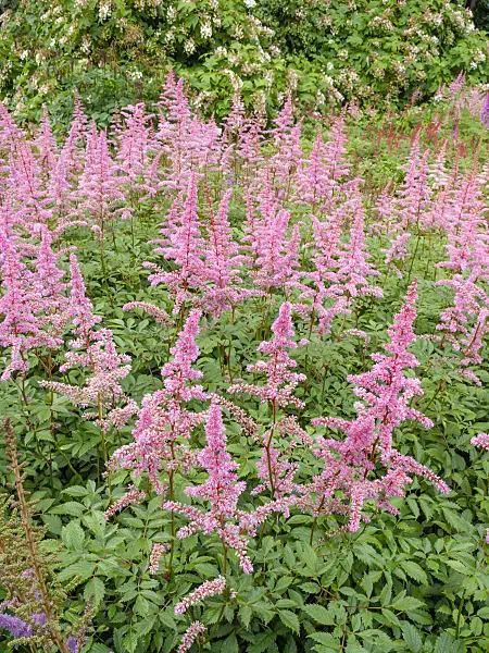 450052 - Garden astilbe (Astilbe x arendsii 'Cattleya')