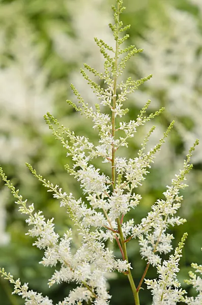 521446 - Garden astilbe (Astilbe x arendsii 'Diamant')