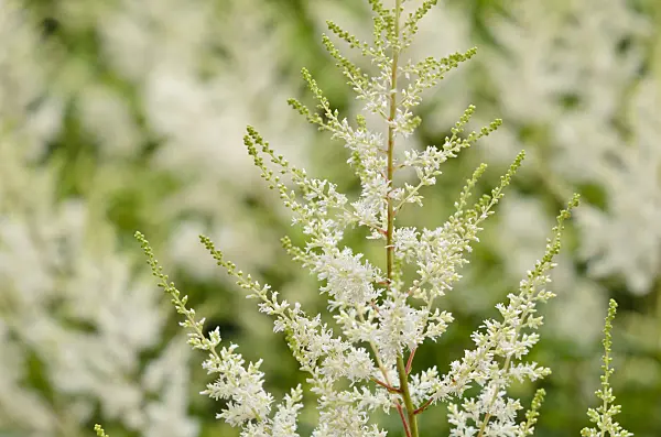 521447 - Garden astilbe (Astilbe x arendsii 'Diamant')