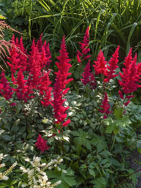 402232 - Garden astilbe (Astilbe x arendsii 'Fanal')