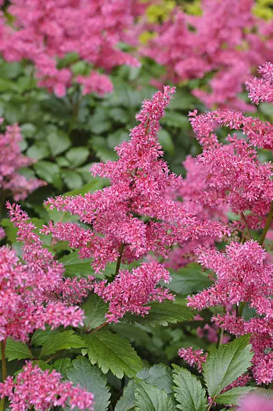 473321 - Garden astilbe (Astilbe x arendsii 'Granat')
