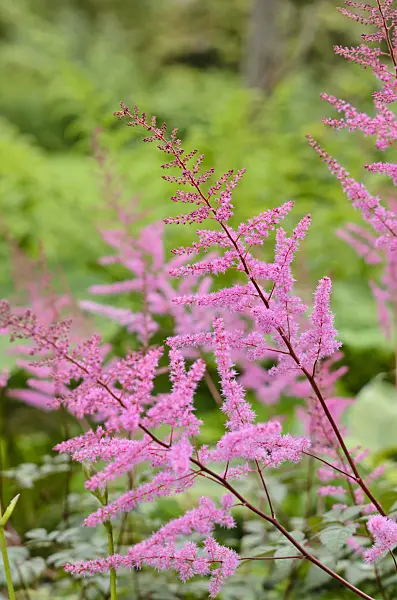 521444 - Garden astilbe (Astilbe x arendsii 'Mars')