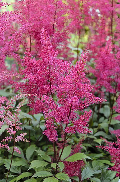521423 - Garden astilbe (Astilbe x arendsii 'Obergärtner Jürgens')