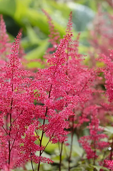 521439 - Garden astilbe (Astilbe x arendsii 'Obergärtner Jürgens')