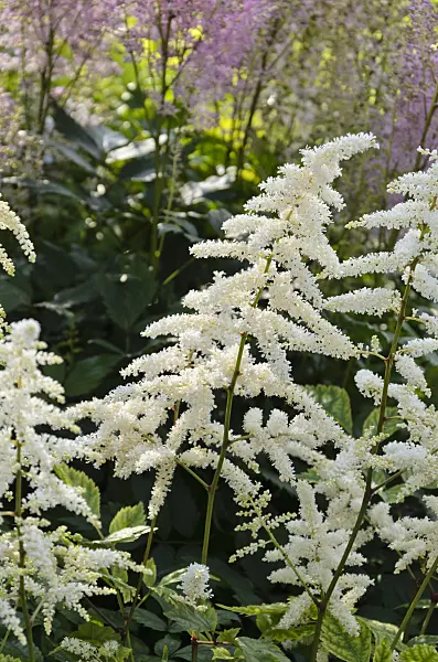 521422 - Garden astilbe (Astilbe x arendsii 'White Queen')