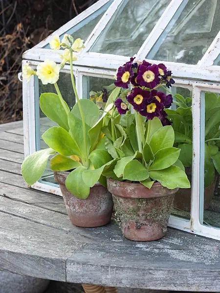 400071 - Garden auricula (Primula x pubescens)
