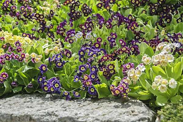 517468 - Garden auricula (Primula x pubescens)