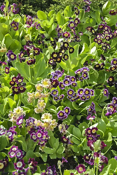 517469 - Garden auricula (Primula x pubescens)