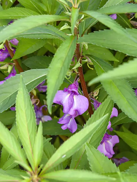 439373 - Garden balsam (Impatiens balsamina)