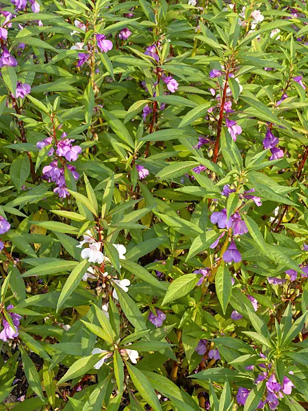 440221 - Garden balsam (Impatiens balsamina)