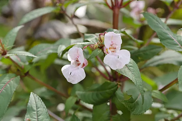 488002 - Garden balsam (Impatiens balsamina)