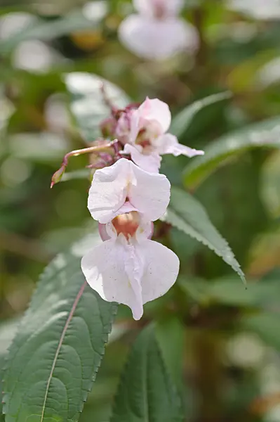 488003 - Garden balsam (Impatiens balsamina)