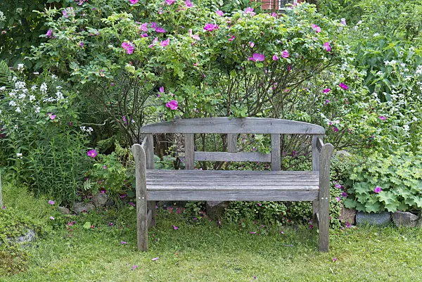 557050 - Garden bench with roses (Rosa)
