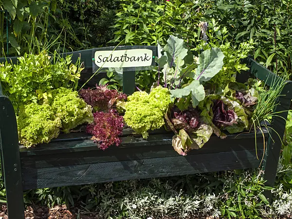 462114 - Garden bench with several lettuce cultivars