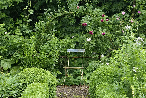 457031 - Garden chair in a rose garden