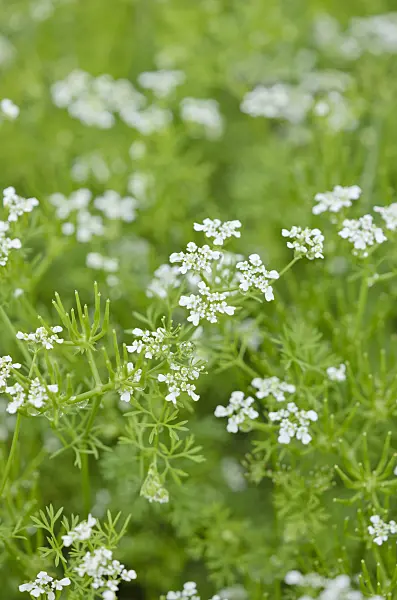 520213 - Garden chervil (Anthriscus cerefolium)