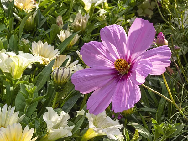 416052 - Garden cosmos (Cosmos bipinnatus)