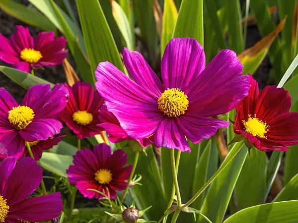 449022 - Garden cosmos (Cosmos bipinnatus)