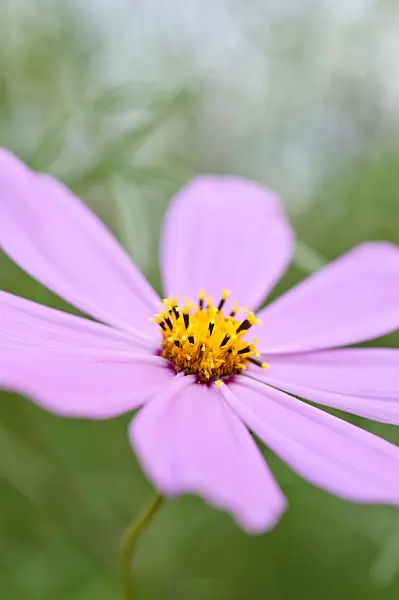 475010 - Garden cosmos (Cosmos bipinnatus)