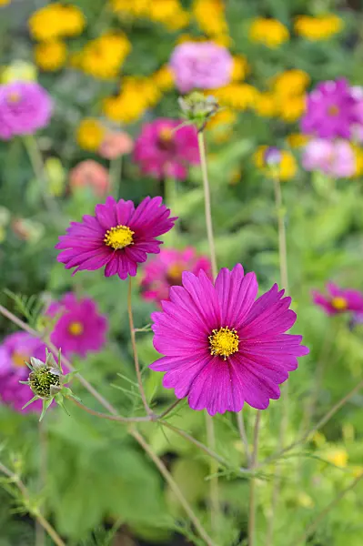 476027 - Garden cosmos (Cosmos bipinnatus)