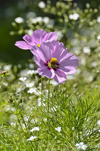 498187 - Garden cosmos (Cosmos bipinnatus)