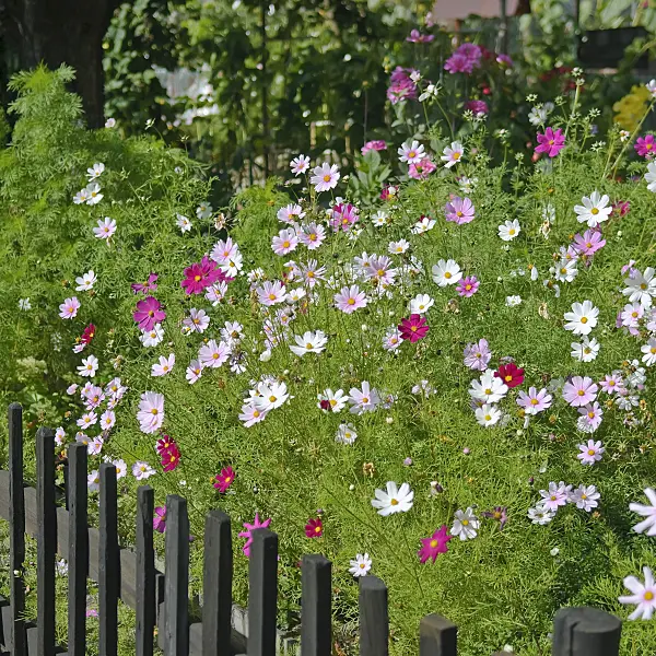 502178 - Garden cosmos (Cosmos bipinnatus)