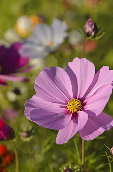 549013 - Garden cosmos (Cosmos bipinnatus)