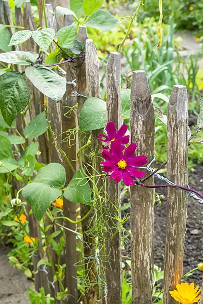 625046 - Garden cosmos (Cosmos bipinnatus)