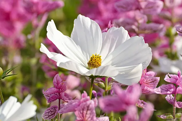 474485 - Garden cosmos (Cosmos bipinnatus) and annual sage (Salvia viridis syn. Salvia horminum)