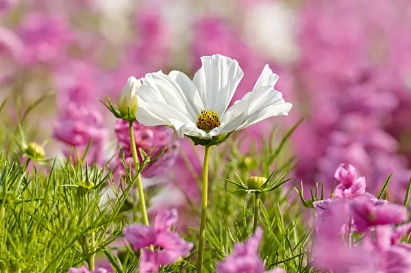 474486 - Garden cosmos (Cosmos bipinnatus) and annual sage (Salvia viridis syn. Salvia horminum)