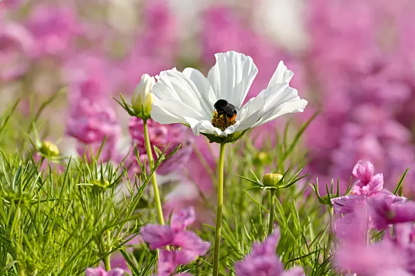 474487 - Garden cosmos (Cosmos bipinnatus) and annual sage (Salvia viridis syn. Salvia horminum)