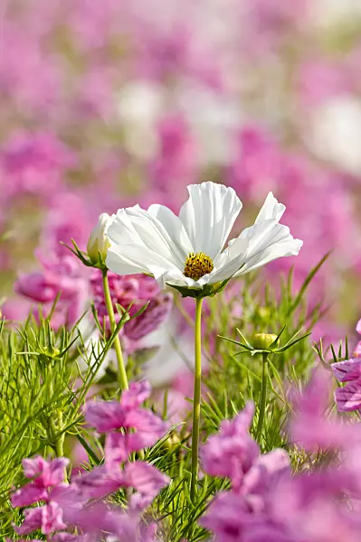 474488 - Garden cosmos (Cosmos bipinnatus) and annual sage (Salvia viridis syn. Salvia horminum)