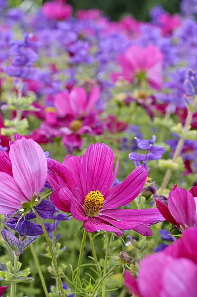 474511 - Garden cosmos (Cosmos bipinnatus) and annual sage (Salvia viridis syn. Salvia horminum)